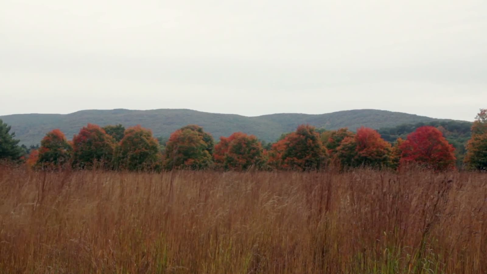 Autumn treeline behind seed heads at the paddock edge